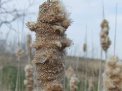 (Narrow-Leaved Cattail) fruit