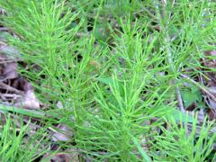 (Horsetail) colony