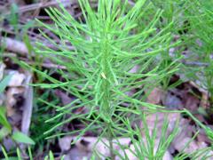 (Horsetail)