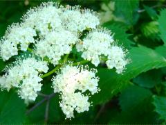 (Arrowwood Viburnum)