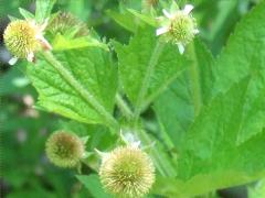 (Rough Avens)