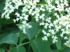 (Elderberry)