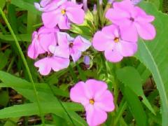 (Marsh Phlox)