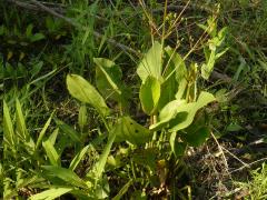 (Common Water Plantain)