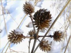 (Rattlesnake Master) fruit