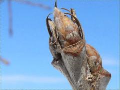 (Bur Oak) buds