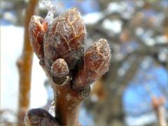 (Red Oak) buds