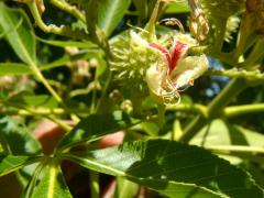 (Ohio Buckeye) flower