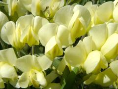 (Cream Wild Indigo) flowers