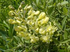 (Cream Wild Indigo) inflorescence