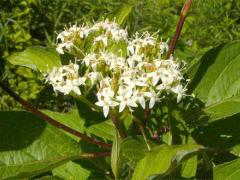 (Silky Dogwood)