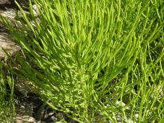 (Horsetail)