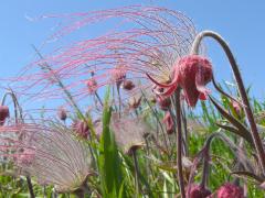 (Prairie Smoke) flower