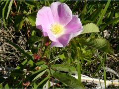 (Early Wild Rose) flower