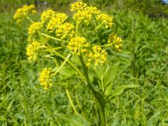 (Golden Alexanders)