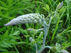 (White Wild Indigo)