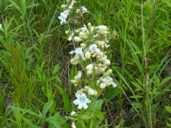 (Foxglove Beard Tongue)