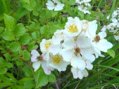 (Multiflora Rose)