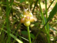 (Wild Garlic) bud