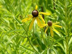 (Yellow Coneflower)