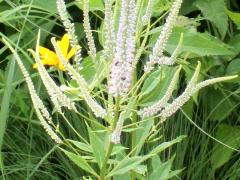 (Culver's Root)