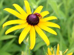 (Black-eyed Susan)