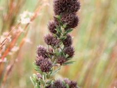 (Round-Headed Bush Clover)