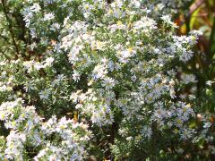 (Heath Aster)