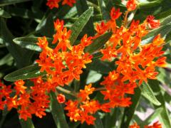 (Butterfly Milkweed)