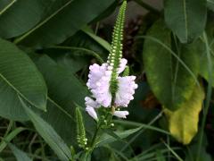 (False Dragonhead)