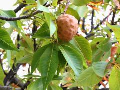 (Ohio Buckeye) fruit