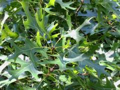 (Pin Oak)