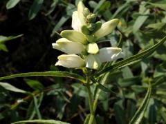 (White Turtlehead)