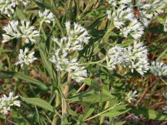 (Tall Boneset)