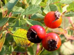 (Early Wild Rose) fruit