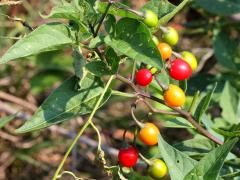 (Bittersweet Nightshade) fruit