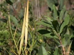 (Whorled Milkweed) fruit