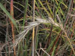 (Canada Wild Rye)