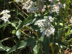 (Common Boneset)