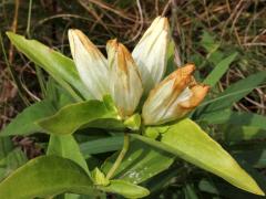 (Cream Gentian)