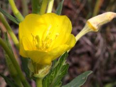 (Common Evening Primrose)