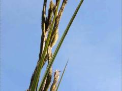 (Prairie Cord Grass) fruit