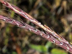 (Big Bluestem) fruit