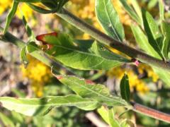 (Biennial Gaura) leaves