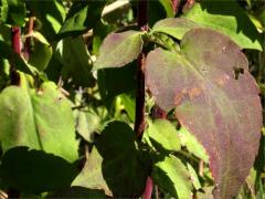 (Drummond's Aster) leaves