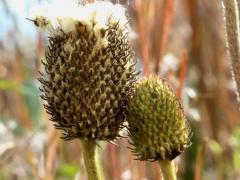 (Thimbleweed) fruit