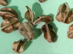 (Common Spiderwort) fruit