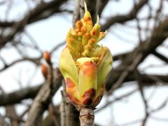 (Ohio Buckeye) bud