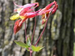 (Wild Columbine)