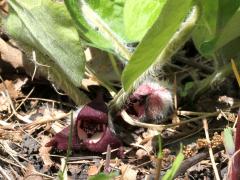 (Wild Ginger) flowers